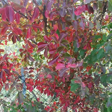 مزرعة للإقامة Pizzicalaluna Olistico Sulle Colline Di بيانورو