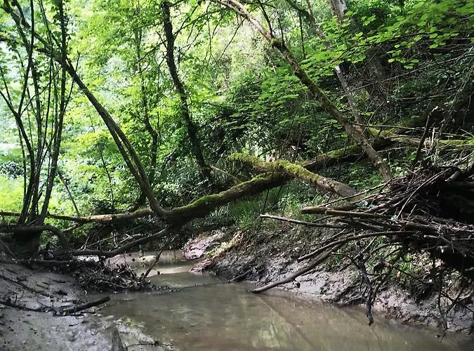 Pizzicalaluna Olistico Sulle Colline Di *