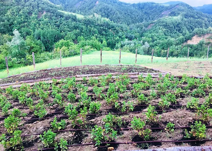 Pizzicalaluna Olistico Sulle Colline Di Pianoro