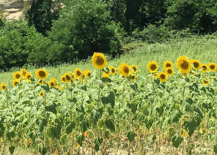 Pizzicalaluna Olistico Sulle Colline Di Pianoro